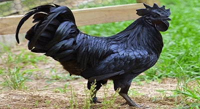 Ayam Cemani, Si Hitam Manis yang Penuh Mistis